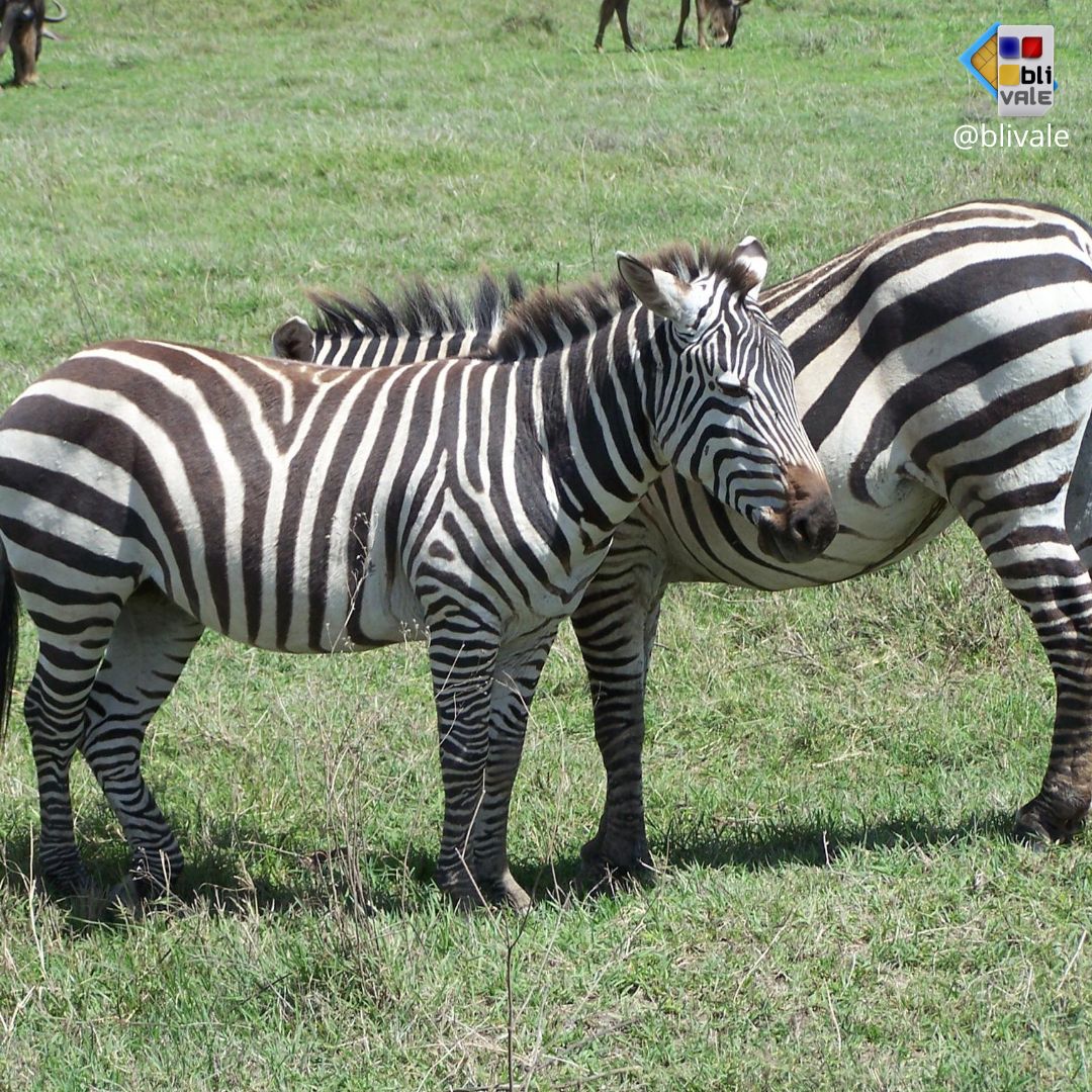 blivale_photo_045_ngorongoro_tanzania_instagram_1080x1080 TANZANIA: THE UNDESCRIBED AND EXCITING CHARM OF A SAFARI
