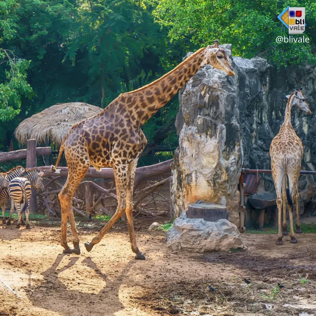 blivale_photo_051_ngorongoro_tanzania_instagram_1080x1080 TANZANIA: THE UNDESCRIBED AND EXCITING CHARM OF A SAFARI
